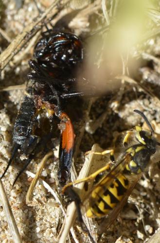 Réf. 285 234 : Gryllus campestris